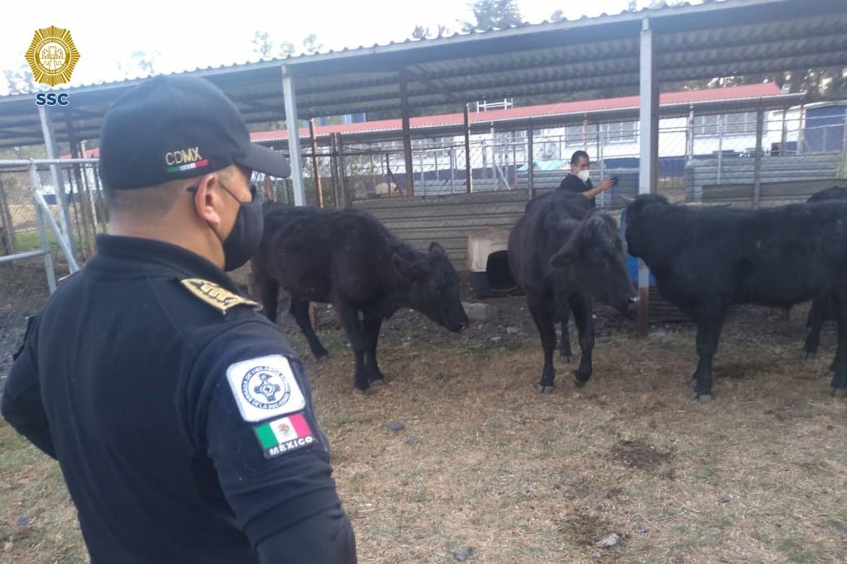 policía y becerros