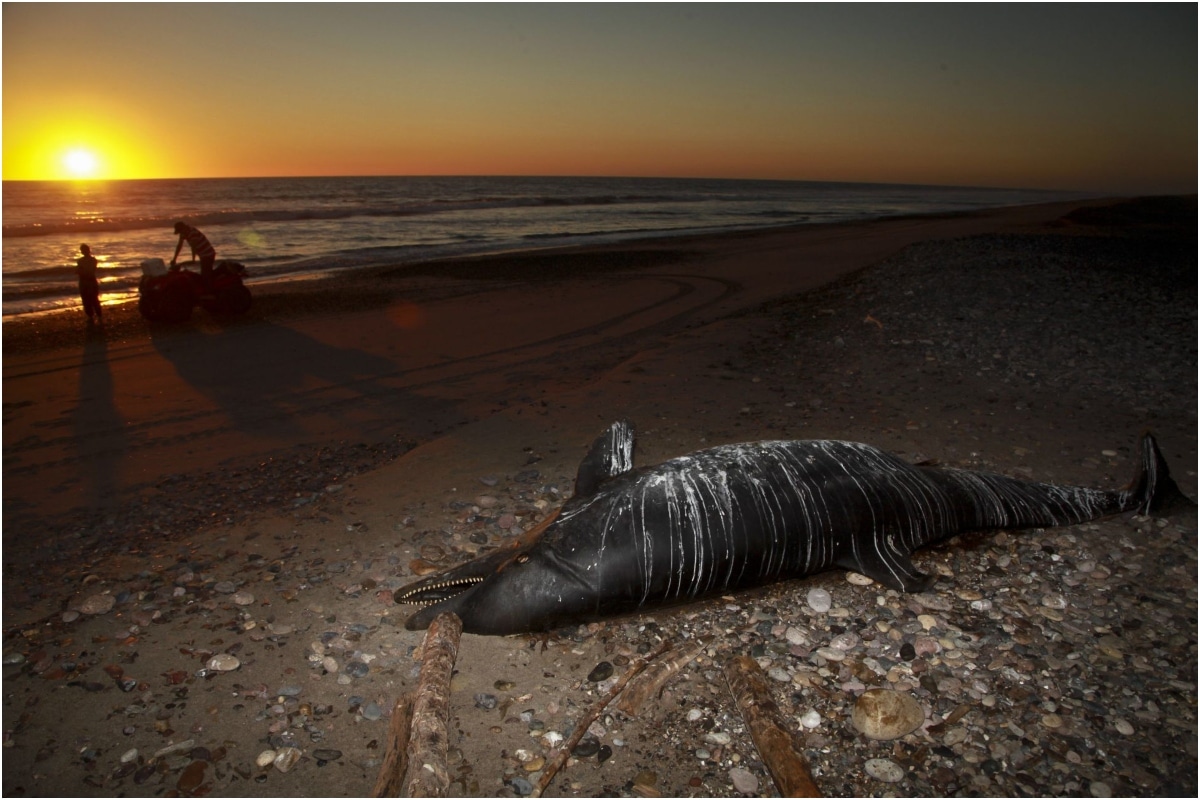 El Parque Nacional Archipiélago, alberga mamíferos marinos, duongos, ballenas, 16 de mamíferos terrestres, 500 moluscos marinos, 2 mil peces, delfines y más de 180 especies de aves