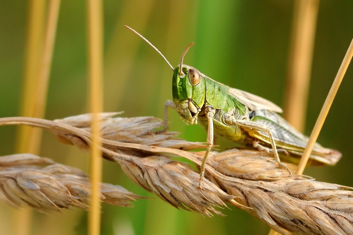 plaga de langostas