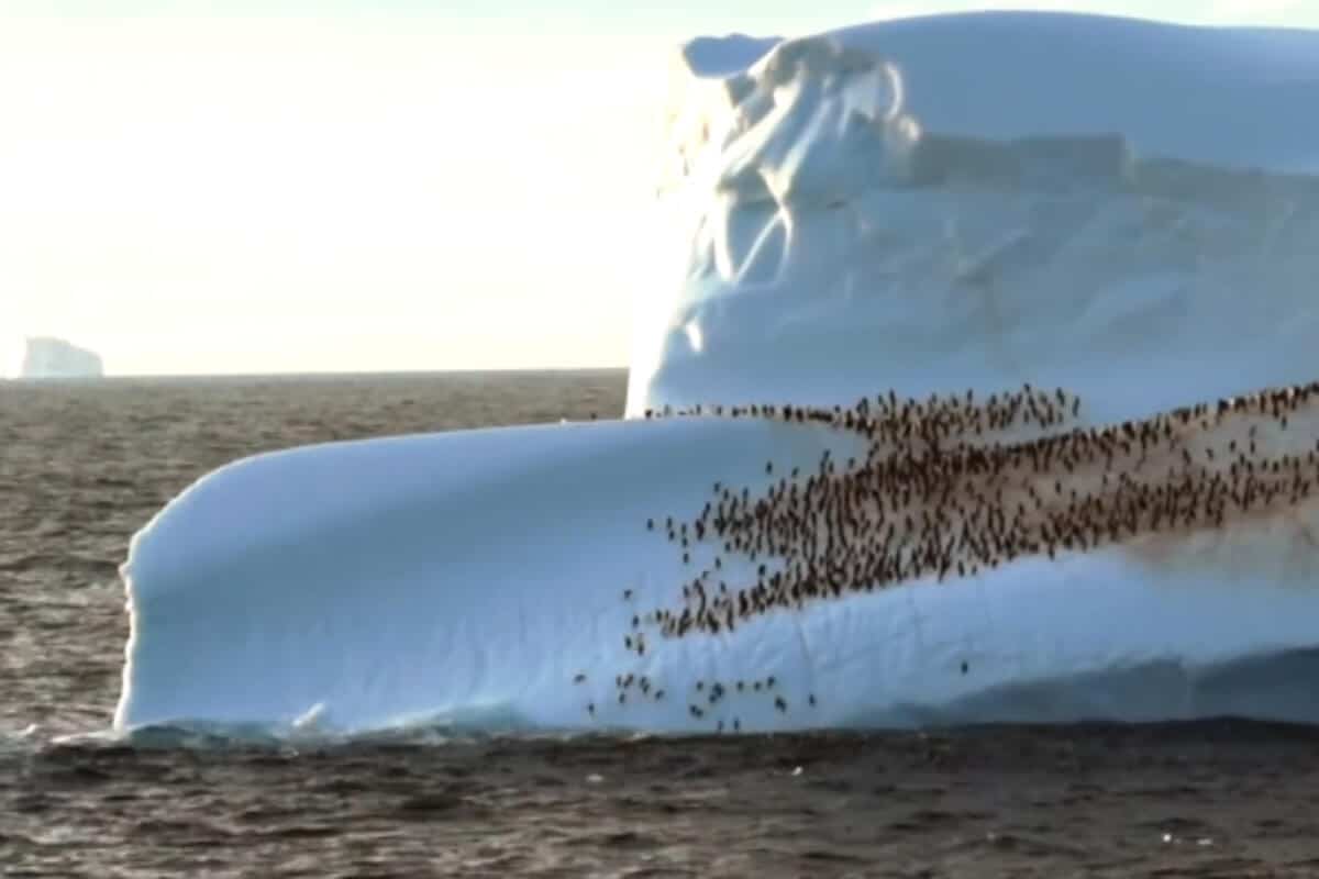 El video se ha vuelto viral recibiendo cientos de comentarios en redes sociales de usuarios que disfrutan ver estas imágenes del mundo animal