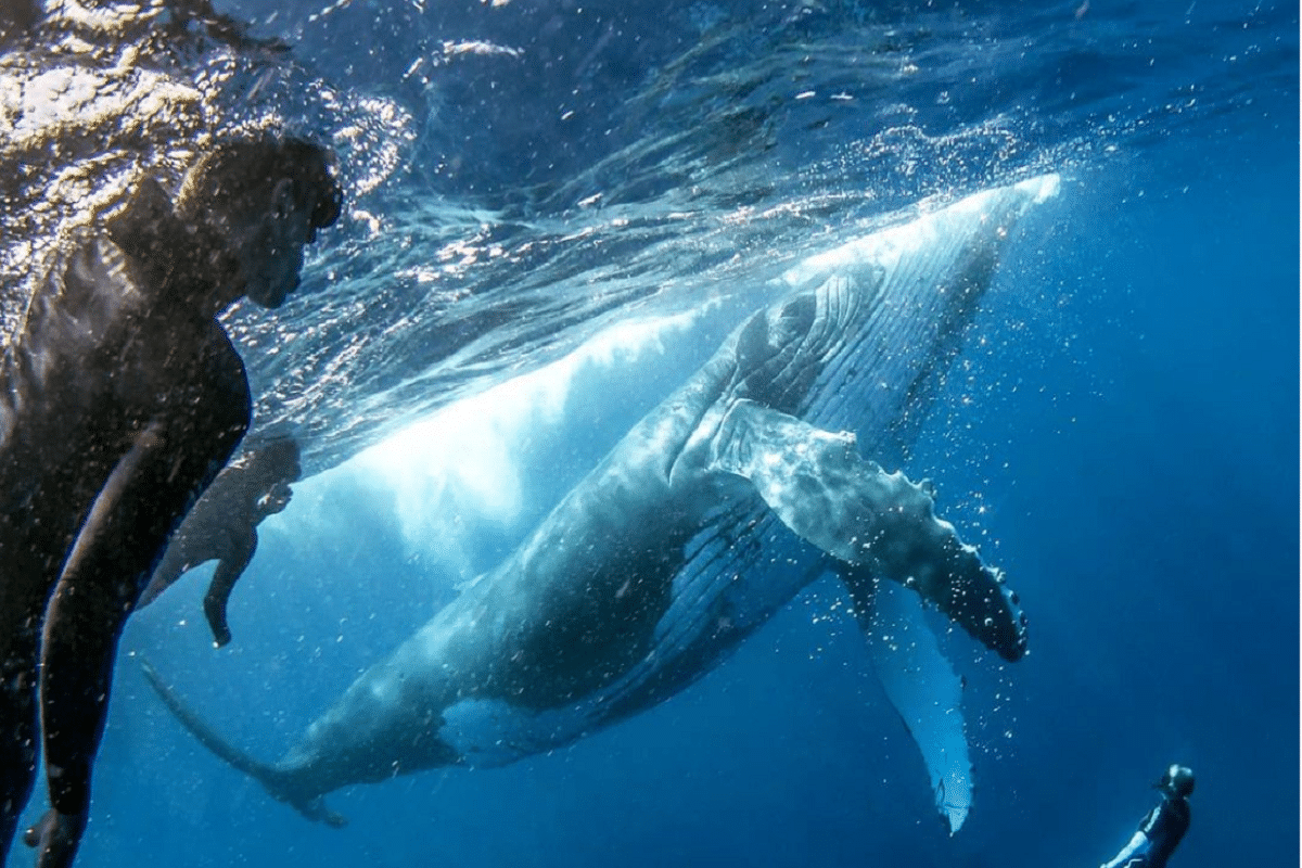 ballena