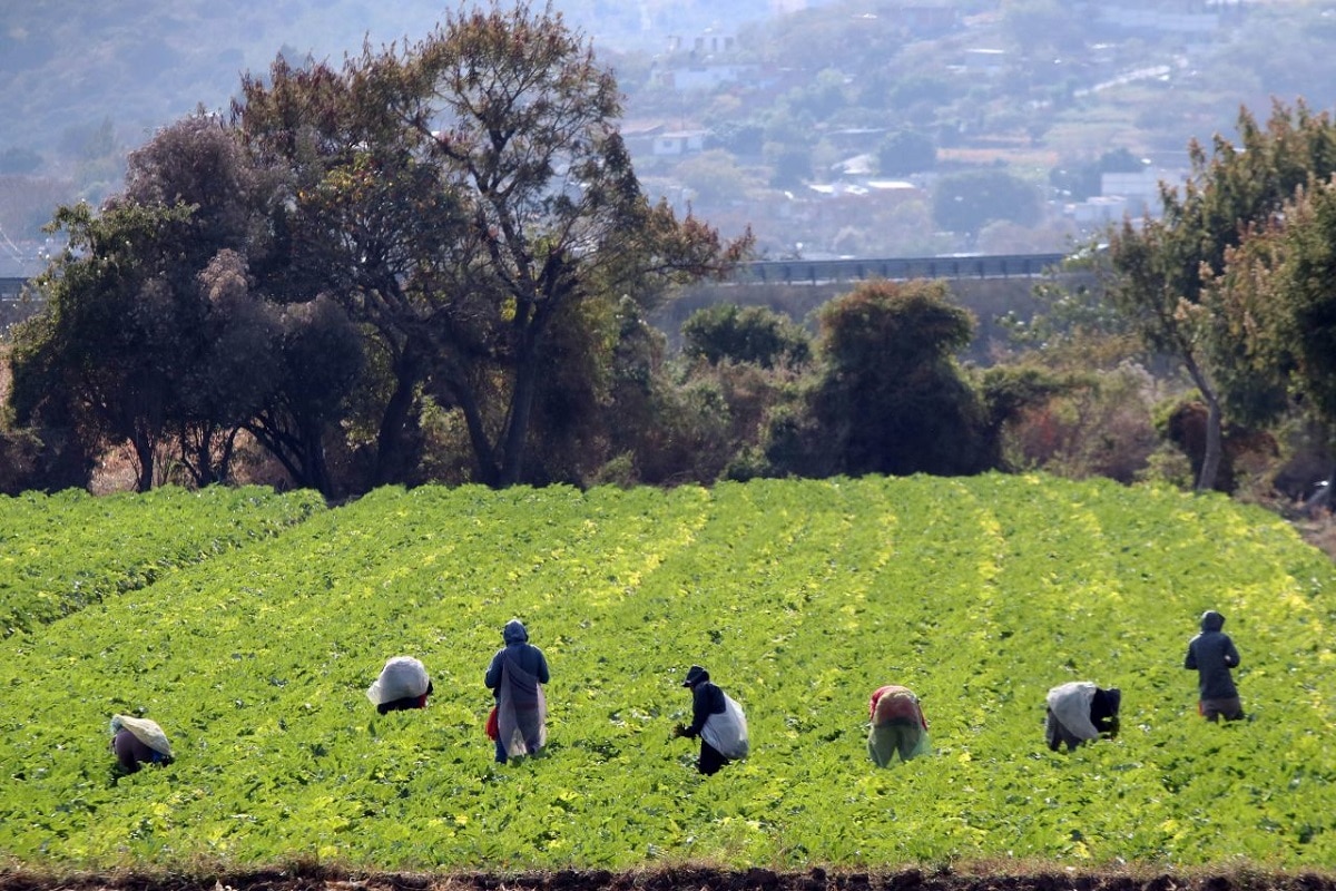 CNA busca apoyar a jornaleros agrícolas