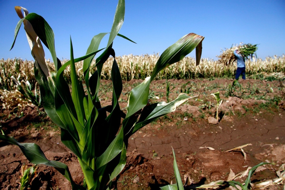 La expectativa es que en 2024 se alcance una producción de frijol de 1.6 millones de toneladas, lo que significaría incrementar 500 mil toneladas