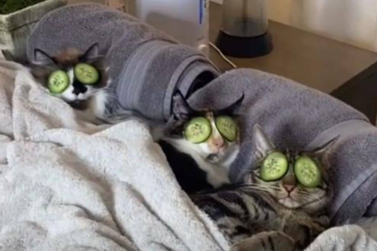 Gatitos adictos al spa enternecen las redes (+videos)