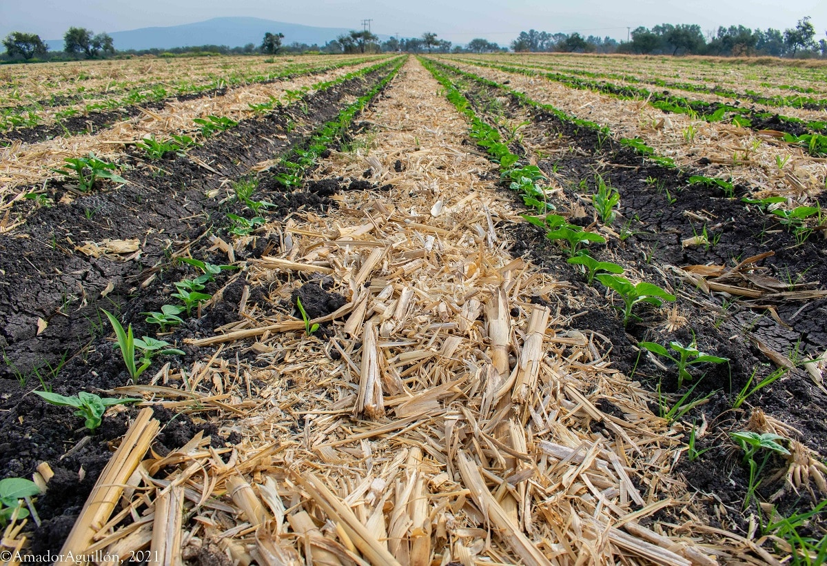 Secretaría de Agricultura va en contra de la quema de parcelas