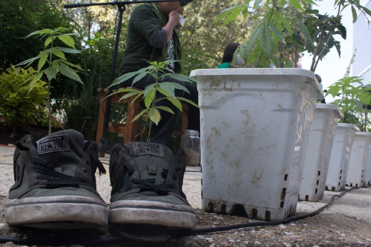 Senado pide a CDMX retirar “vendimia” de mariguana afuera de sus instalaciones