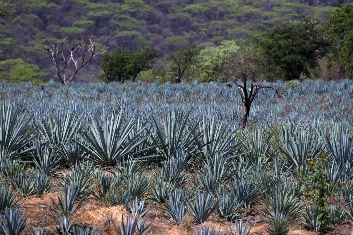 mezcal