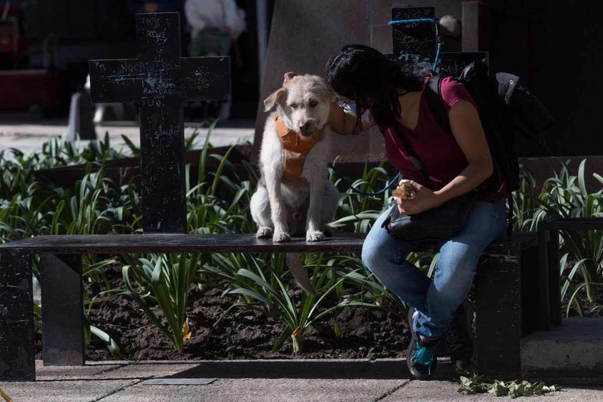 La Ley de Protección Animal en la CDMX avanza