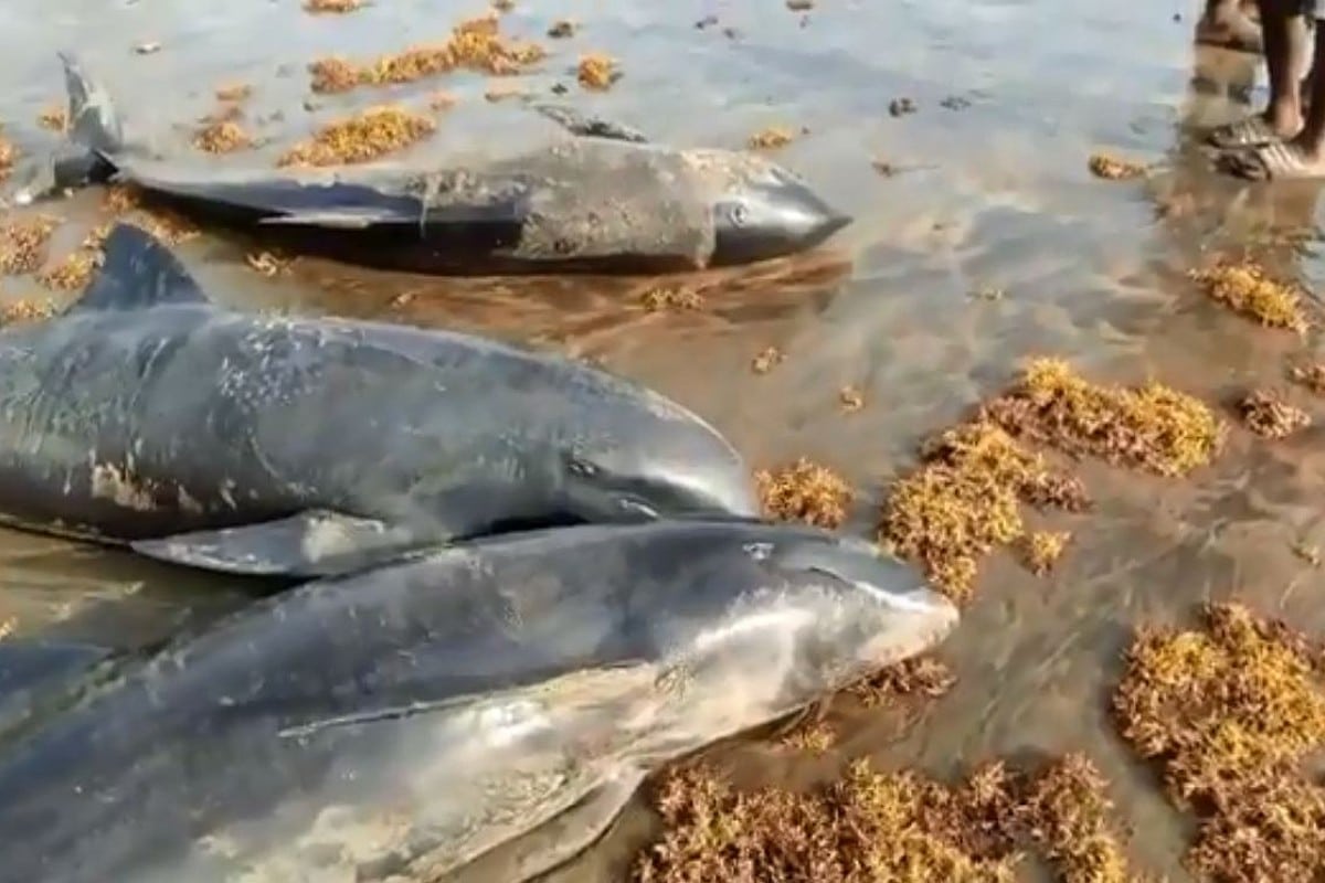 Delfines