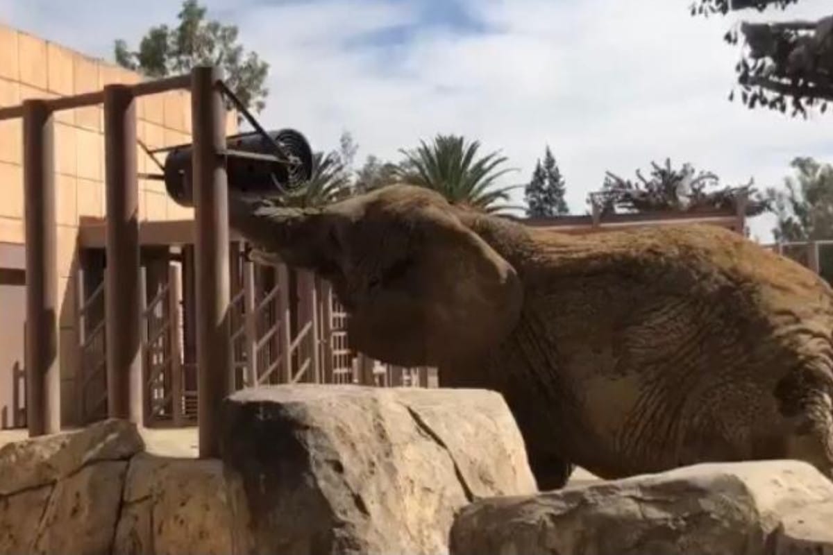 Sedema garantizó que "Ely" está bien cuidada en el Zoológico de San Juan de Aragón.