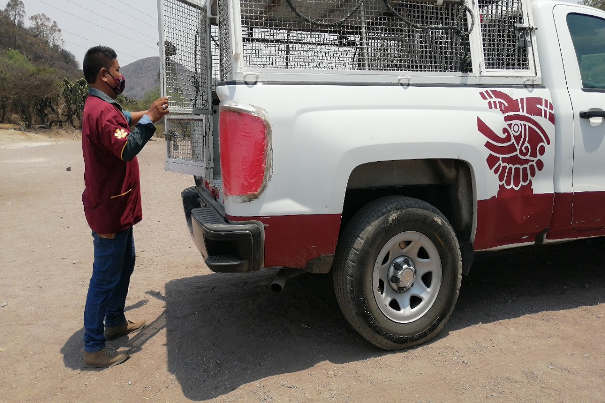 Protegen a perros callejeros en Ecatepec