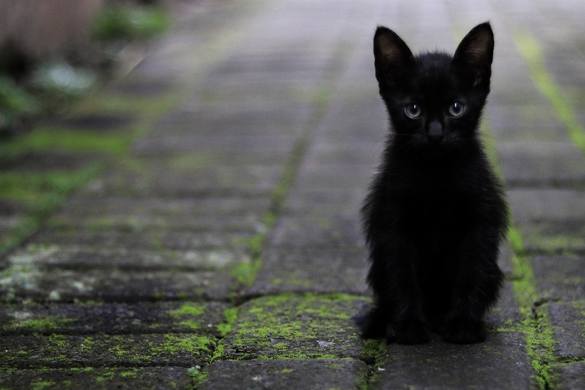 El gatito se comió a su "paciente"