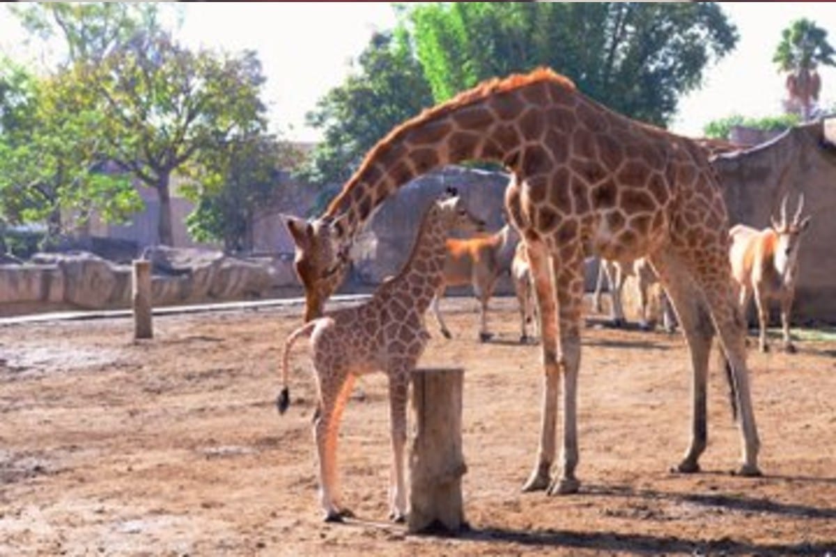 Nació jirafita en Zoológico de Aragón