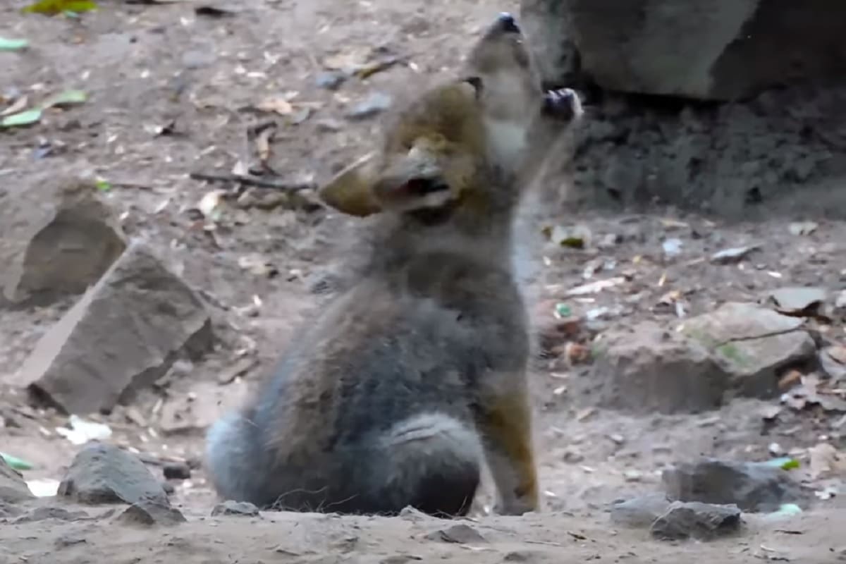 Lobito de Chapultepec