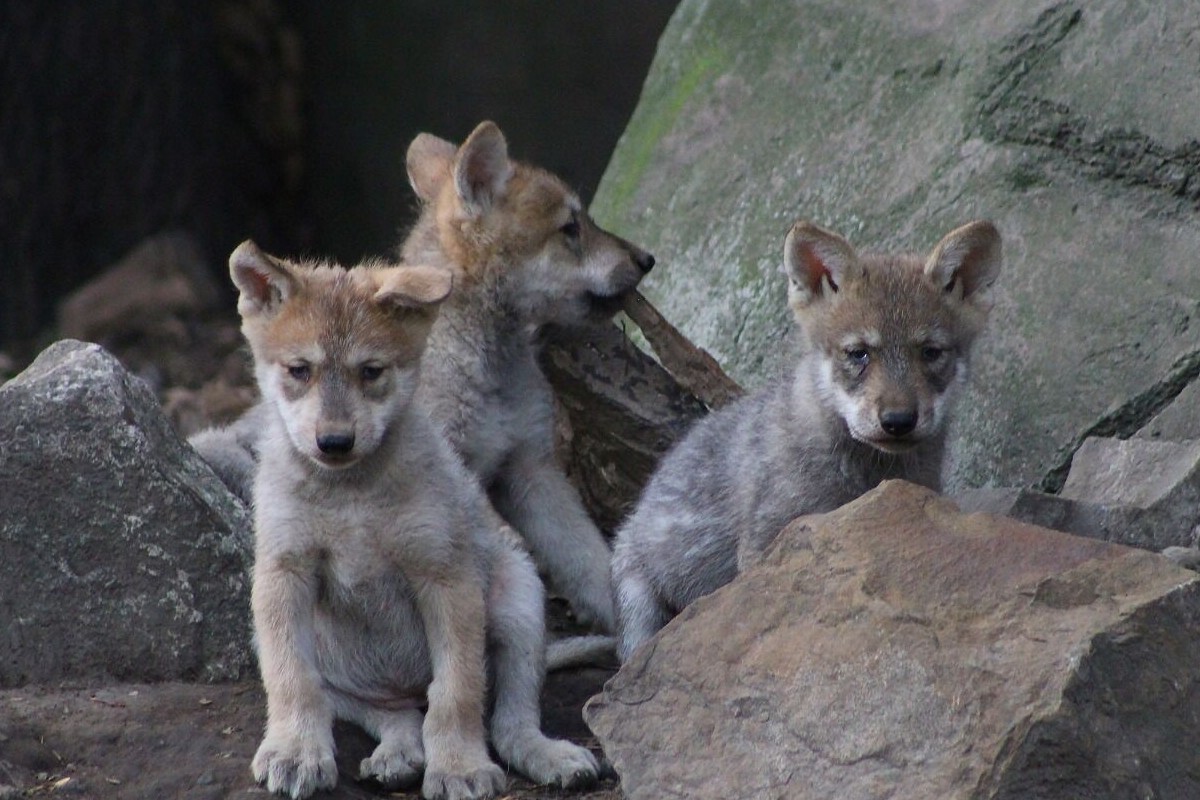 En CDMX elegirán el nombre de las crías de lobo