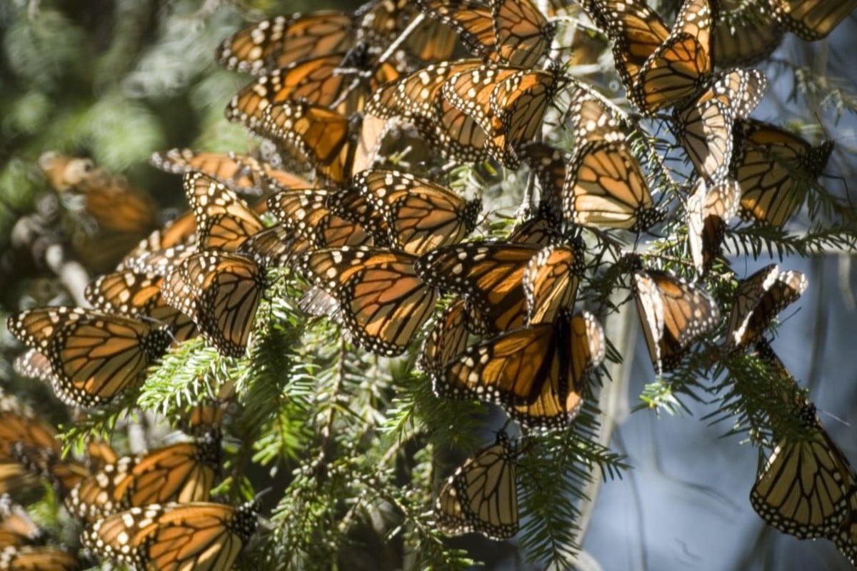 Plaga amenaza santuario de la Monarca en Michoacán