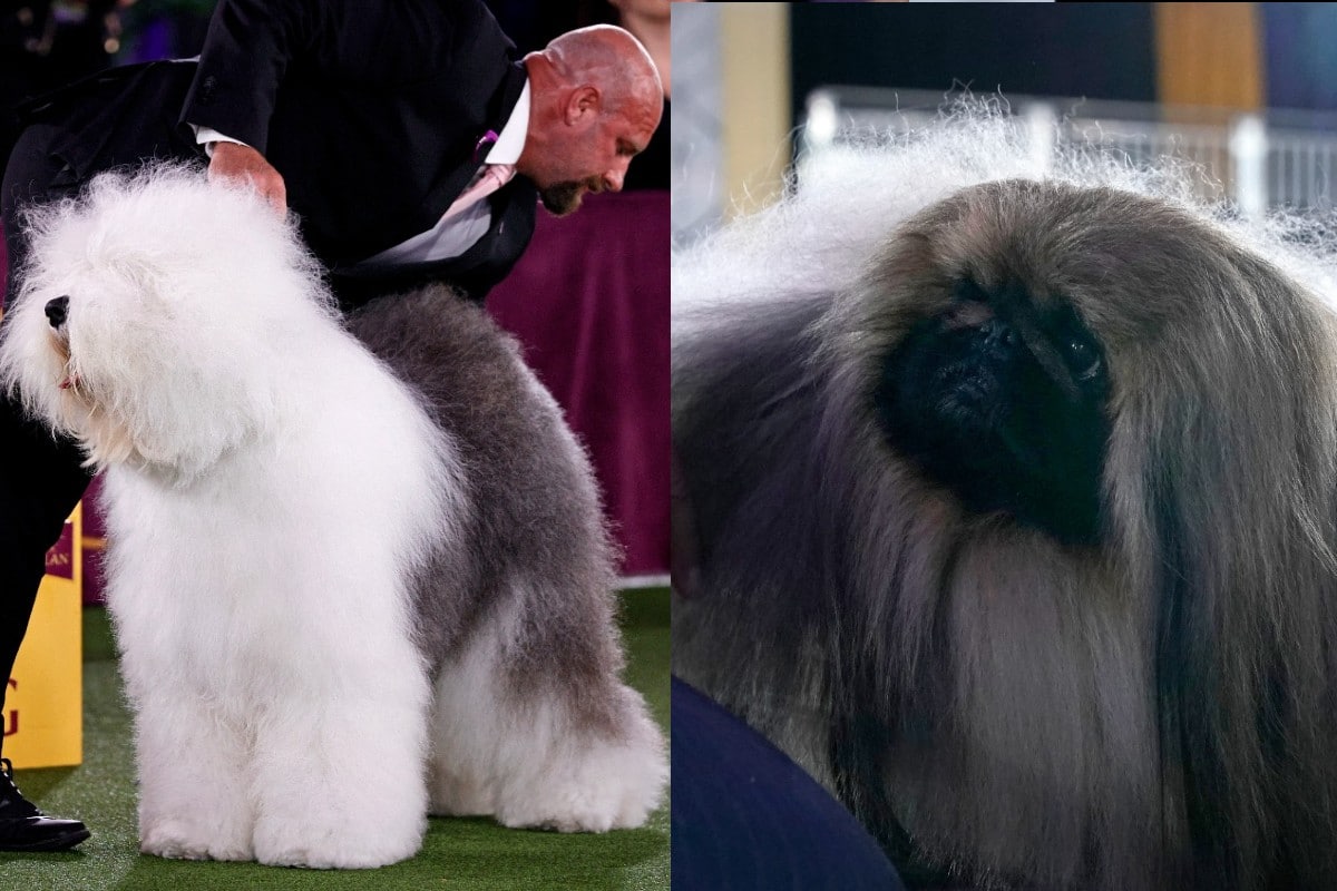 Ganadores de la pasarela canina