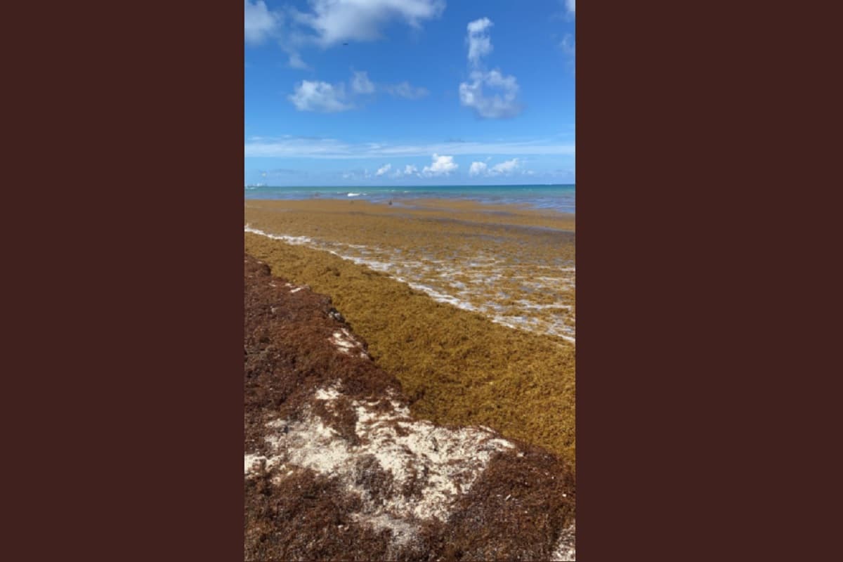 Sargazo en Quintana Roo