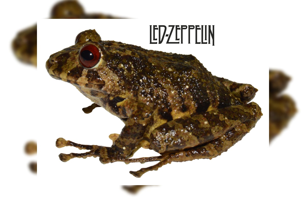 "Pristimantis ledzeppelin"