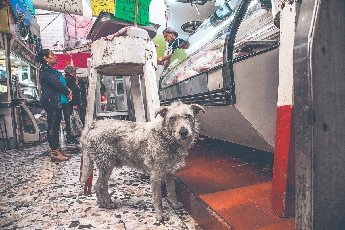 En redes sociales se dio a conocer el encarcelamiento de un perro por deambular sin correa y sin dueño