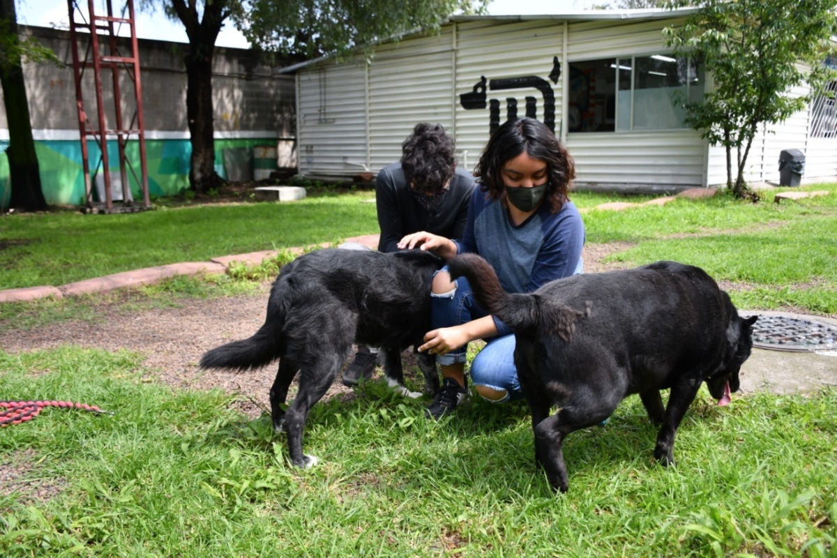 lomitos adopción