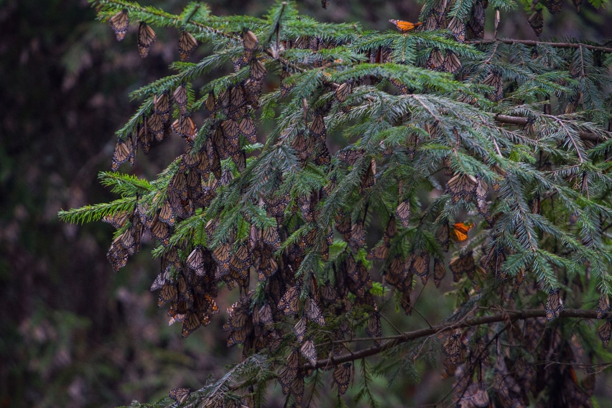 insectos descortezadores