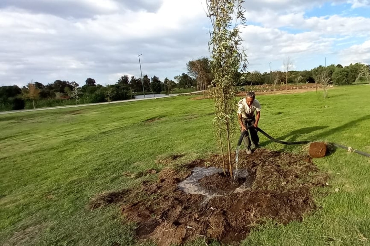 Avanza reforestación en áreas naturales protegidas