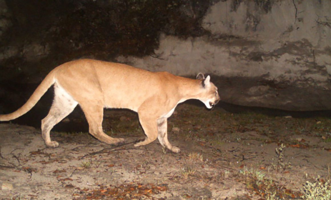 FELINO MATA A MENOR DE EDAD