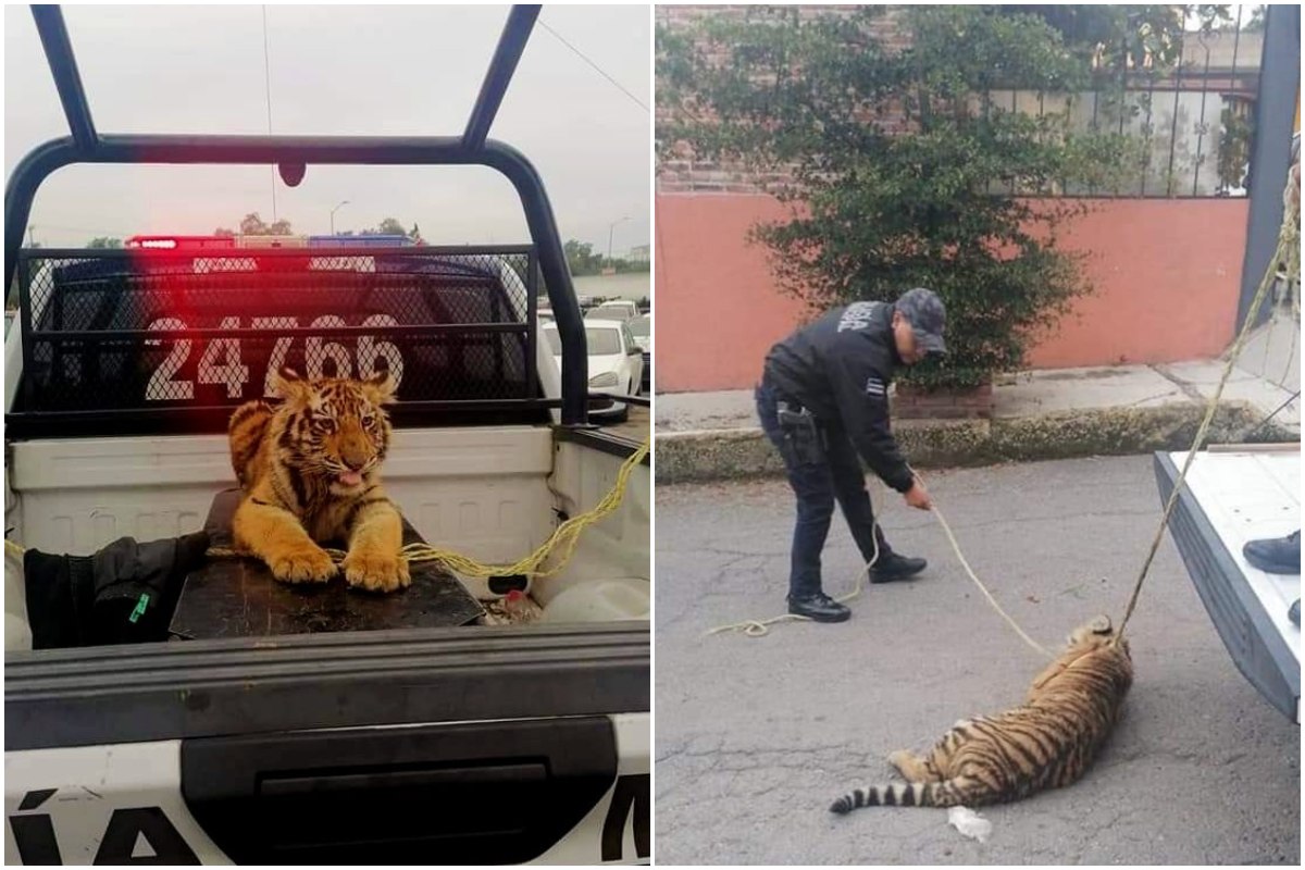 Cachorro de tigre de bengala capturado