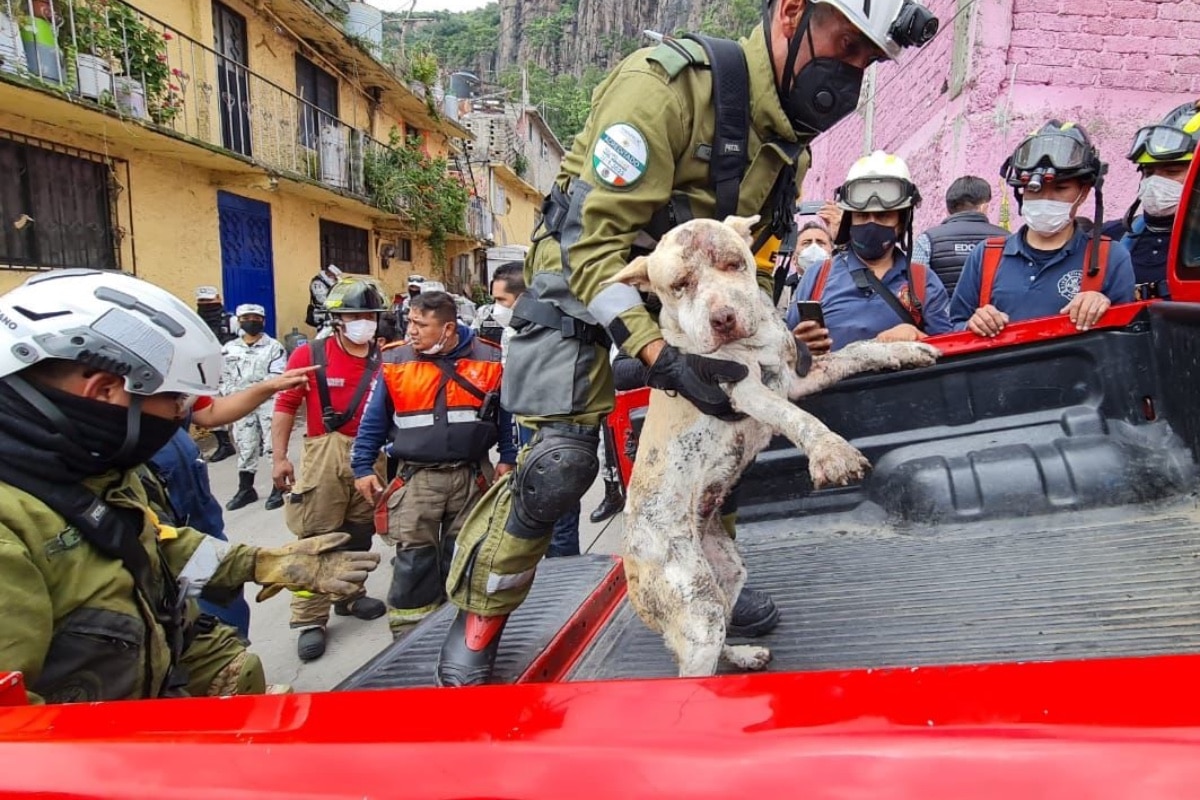 Rescatan a otro perrito en el cerro del Chiquihuite