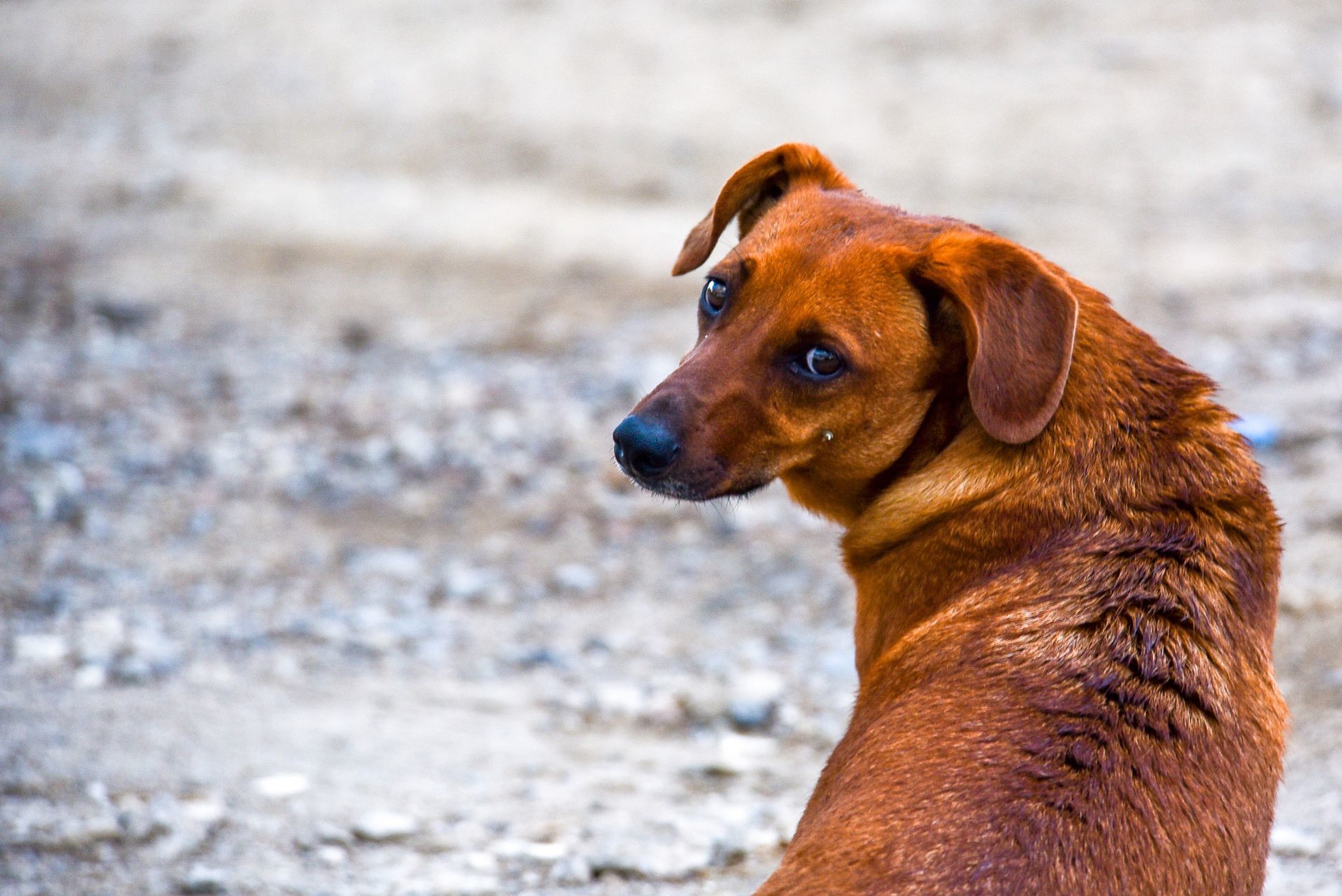 Hijo ataca a un perro y padre trata de sobornar a la policía, ambos arrestados