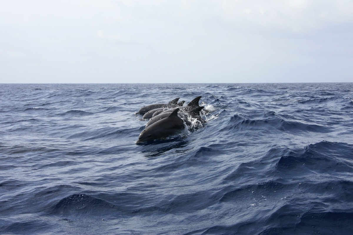 delfines