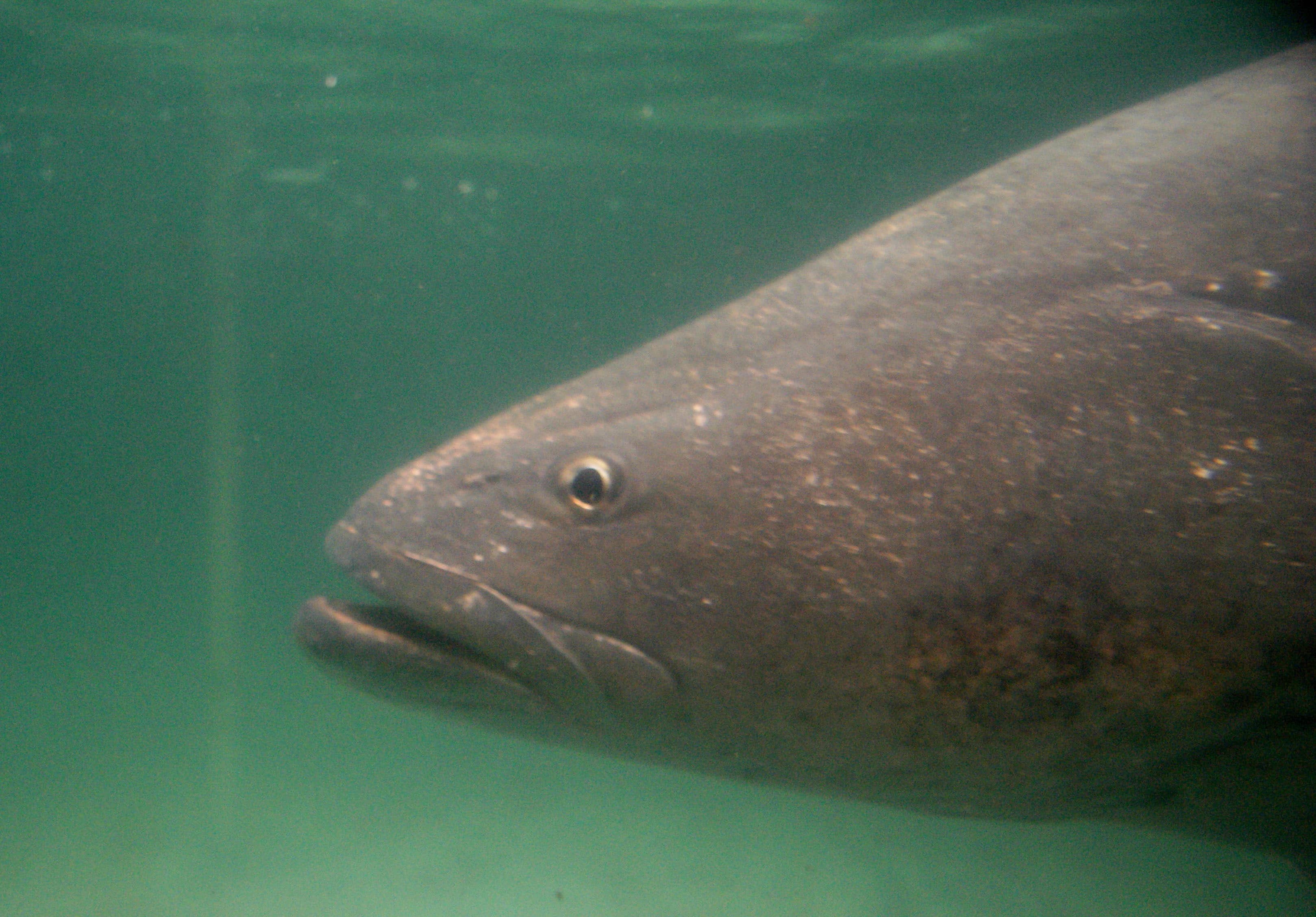 Muestra al pez Ejemplar vivo de pez totoaba