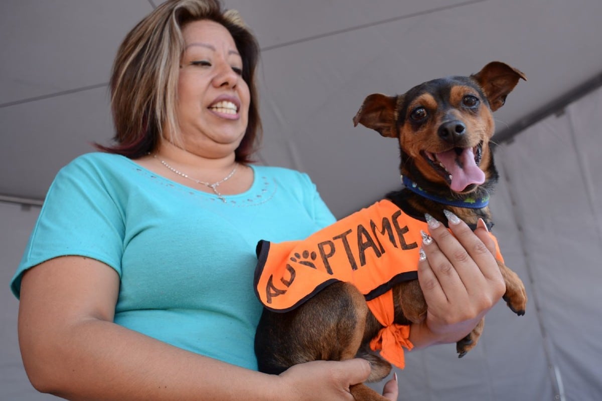 Senadores llaman a Semar a atender el abandono de animales de compañía