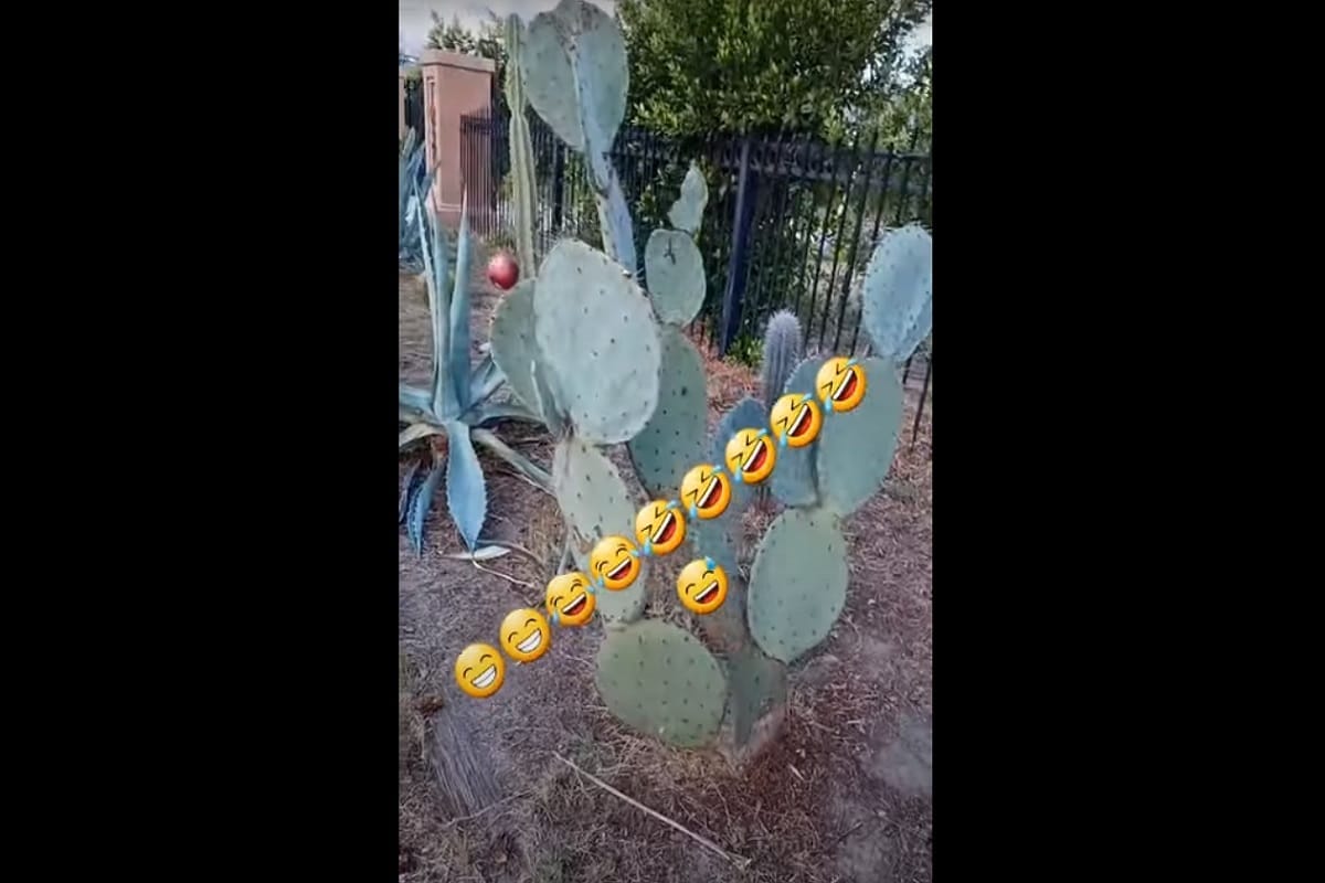 TikToker se burla de mexicanos por comer nopales.