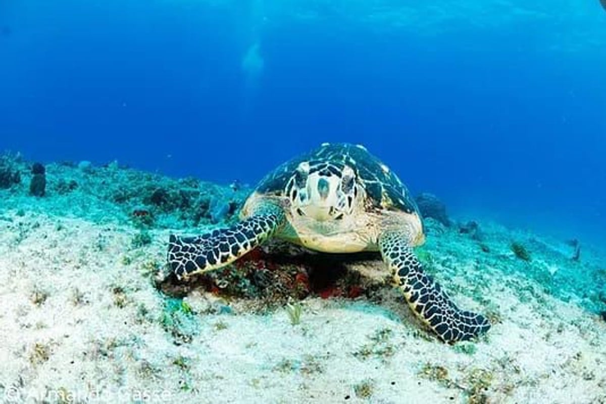 Quintana Roo actualiza ordenamientos ecológicos para proteger riqueza natural