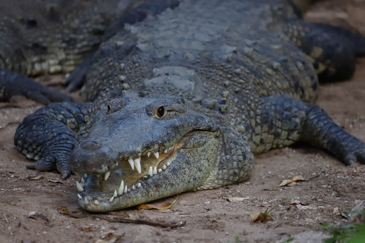 Foto: Cuartoscuro | El sujeto resultó herido con dos mordidas de cocodrilo en su pierna derecha.