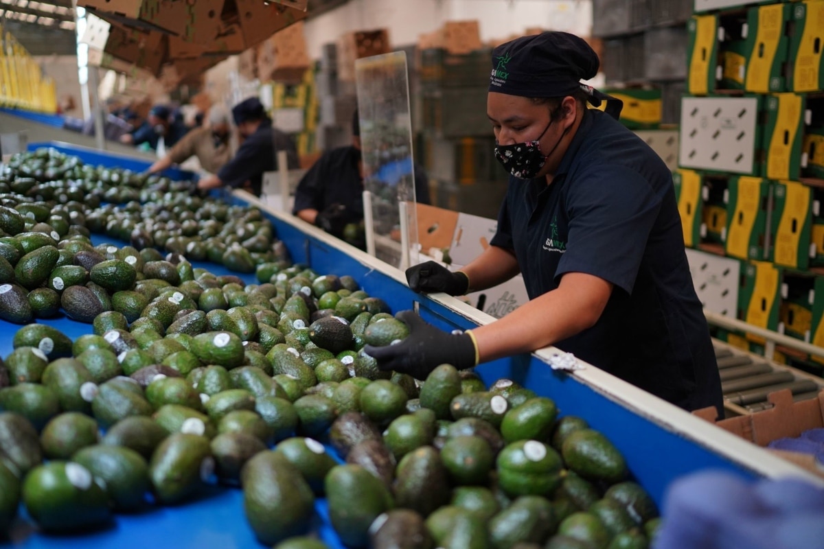 La Embajada de EU en México informó que se reanudó el programa de inspección de aguacates en Michoacán.