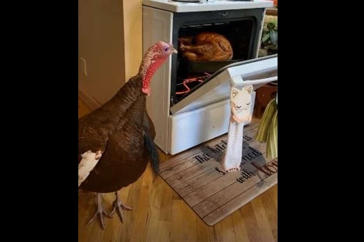 Foto: captura | El video de un pavo vivo junto a uno horneado acumula más de 30 millones de vistas.