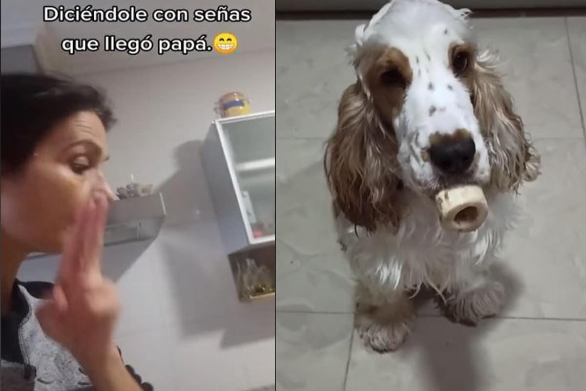 Perrito sordo