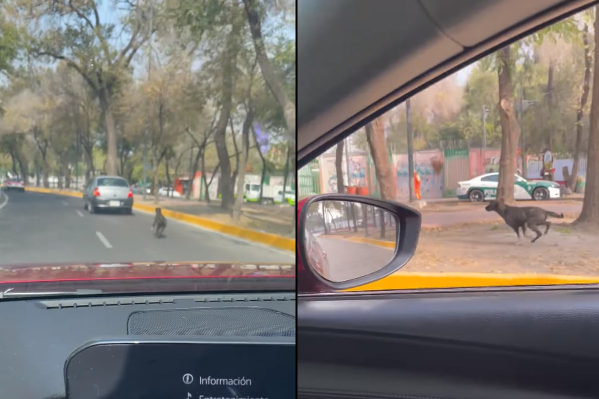 Foto: captura | En el clip se observa a un perrito que sigue a toda velocidad un auto plateado.