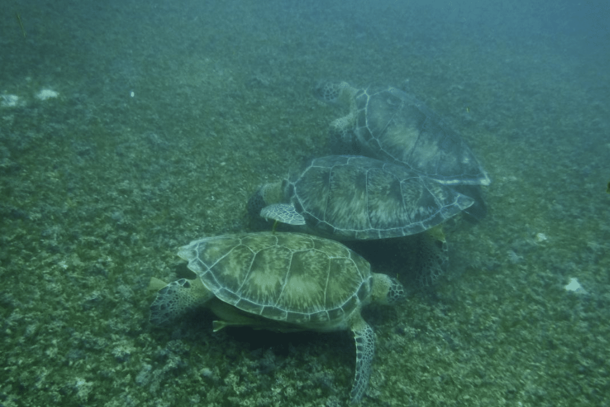 tortugas