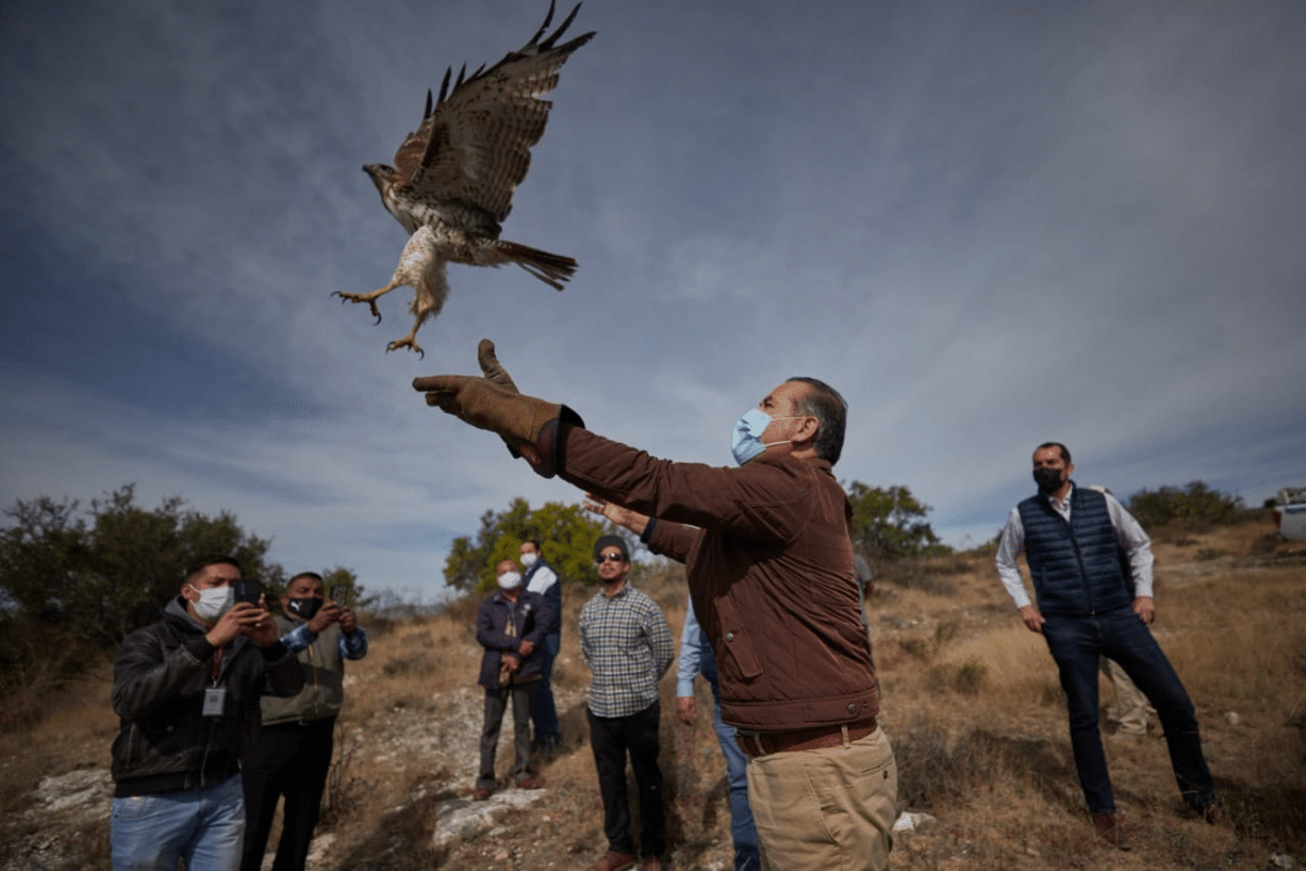 Foto: Cortesía / El gobernador de Aguascalientes, Martín Orozco Sandoval, participó en la liberación de animales rehabilitados en el Área Natural Portegida El Tecolote