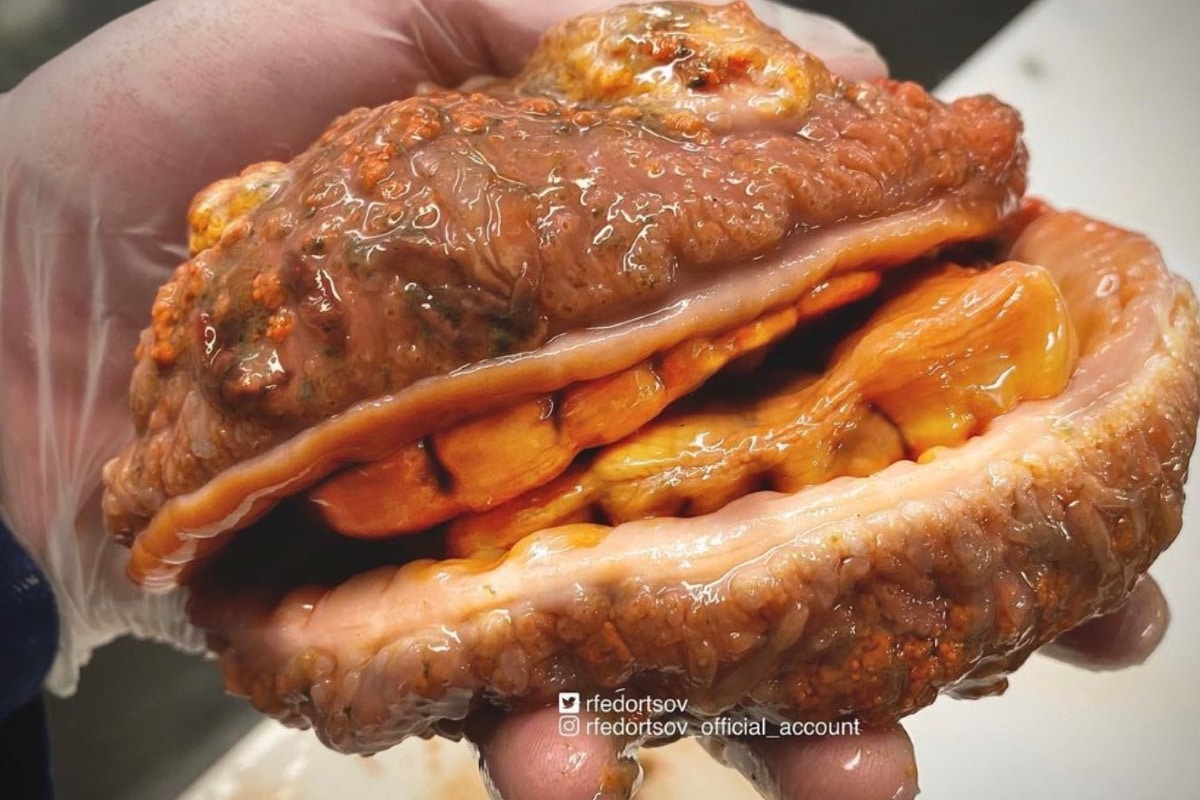 ¿Hamburguesa de queso con dientes? Descubren extraño animal marino 