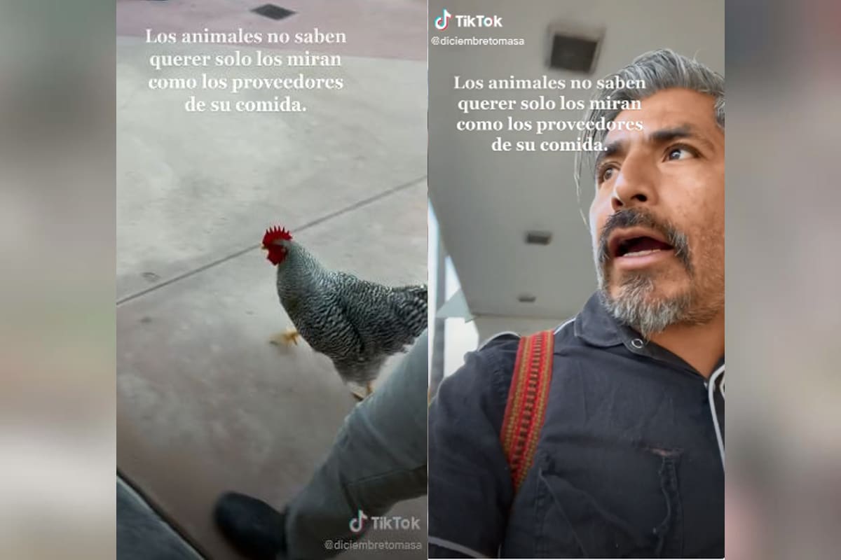 Foto: captura | El usuario presumió a su gallo Paco con sus seguidores en Tiktok.