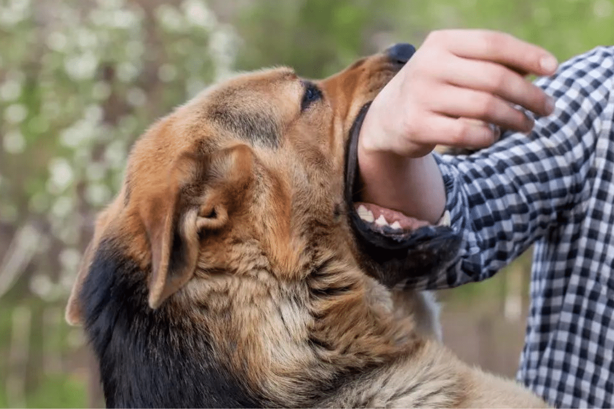 Foto: Shutterstock | Una mujer y su hijo fueron atacados por sus perros cuando intentaban ingresar a su casa; la mujer perdió la vida