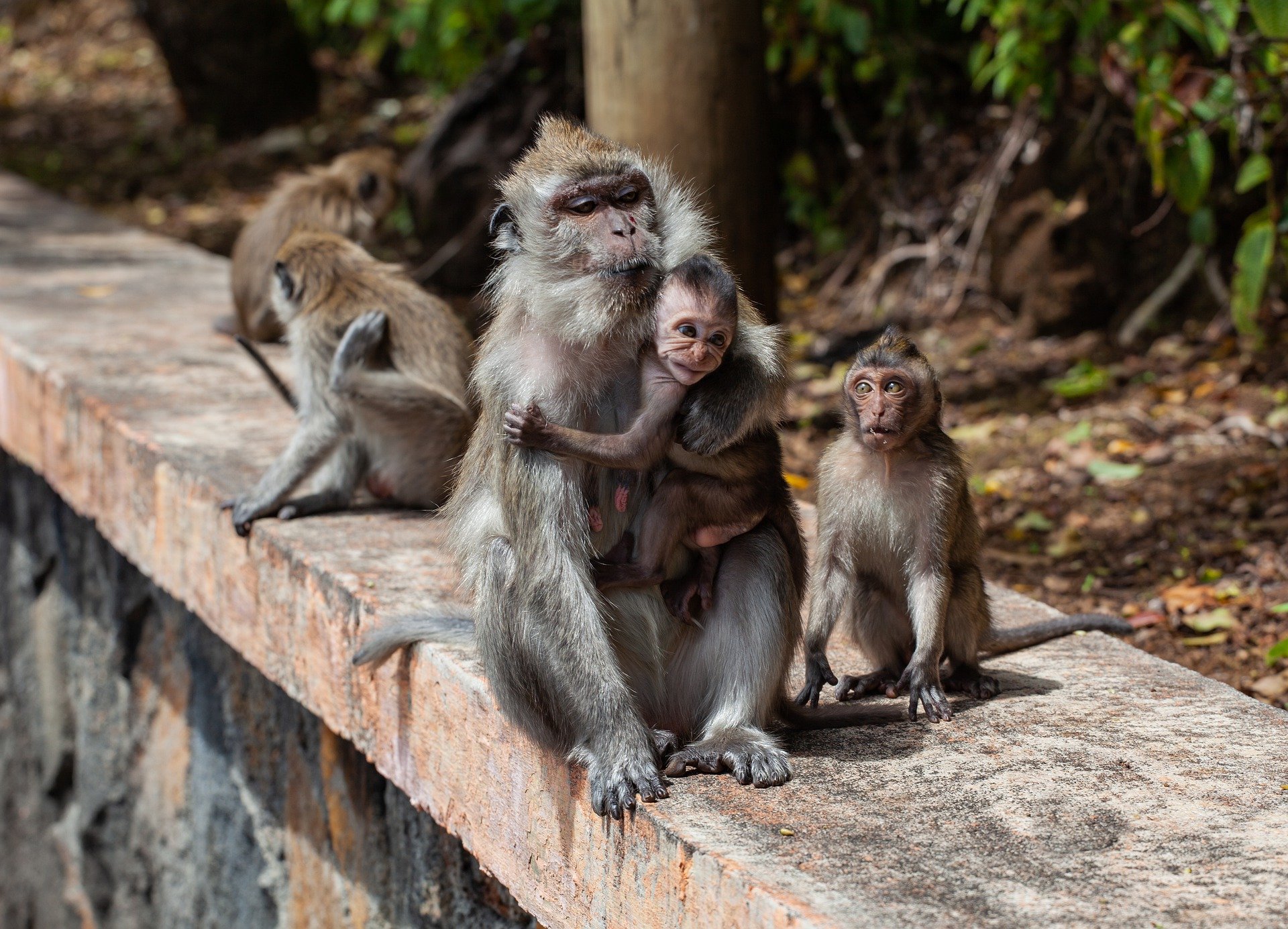 En el Día Mundial del Mono te dejamos datos y videos sobre estos animalitos