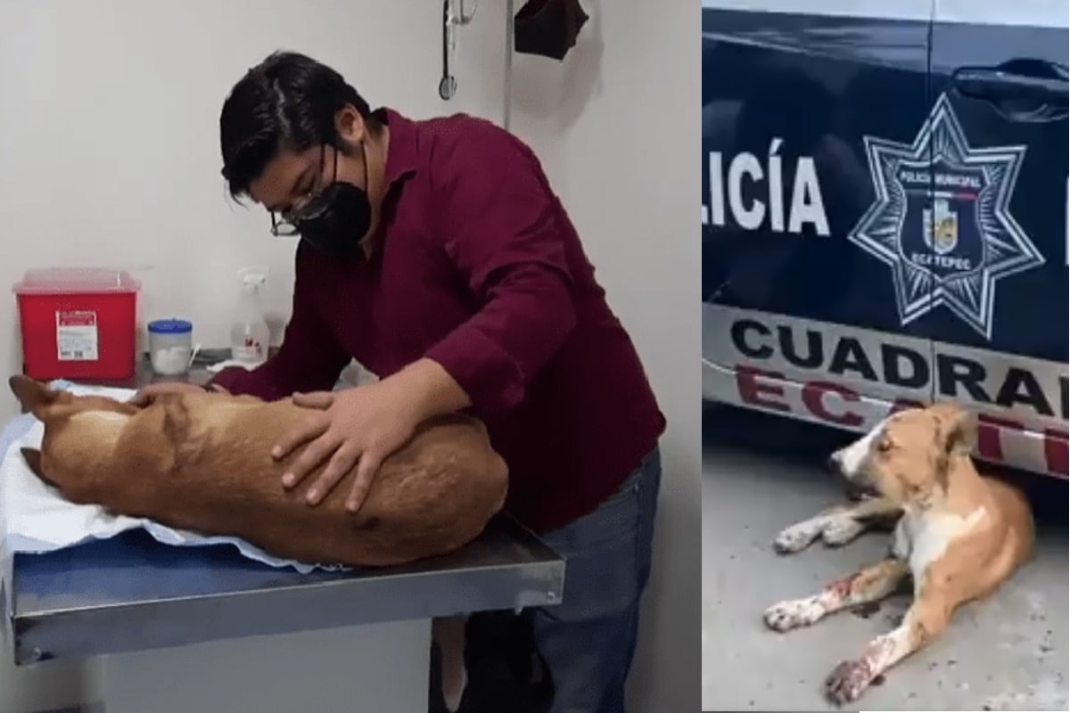 Foto: captura | El perrito perdió el ojo izquierdo y resultó con fractura de mandíbula.