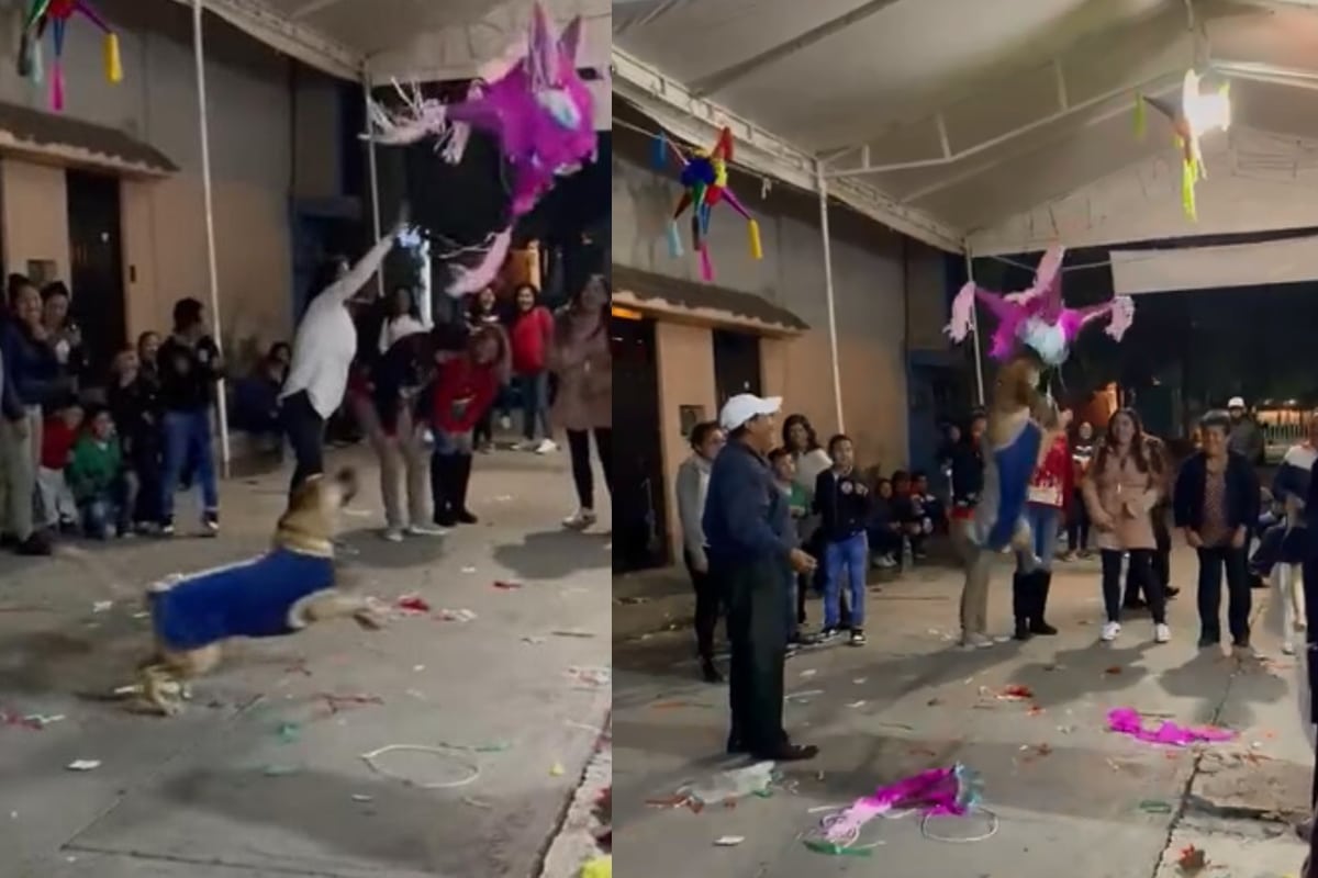 Foto: captura | La piñata de la posada terminó destrozada por el perrito.