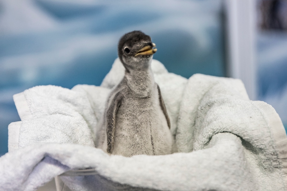 pingüinos gentoo